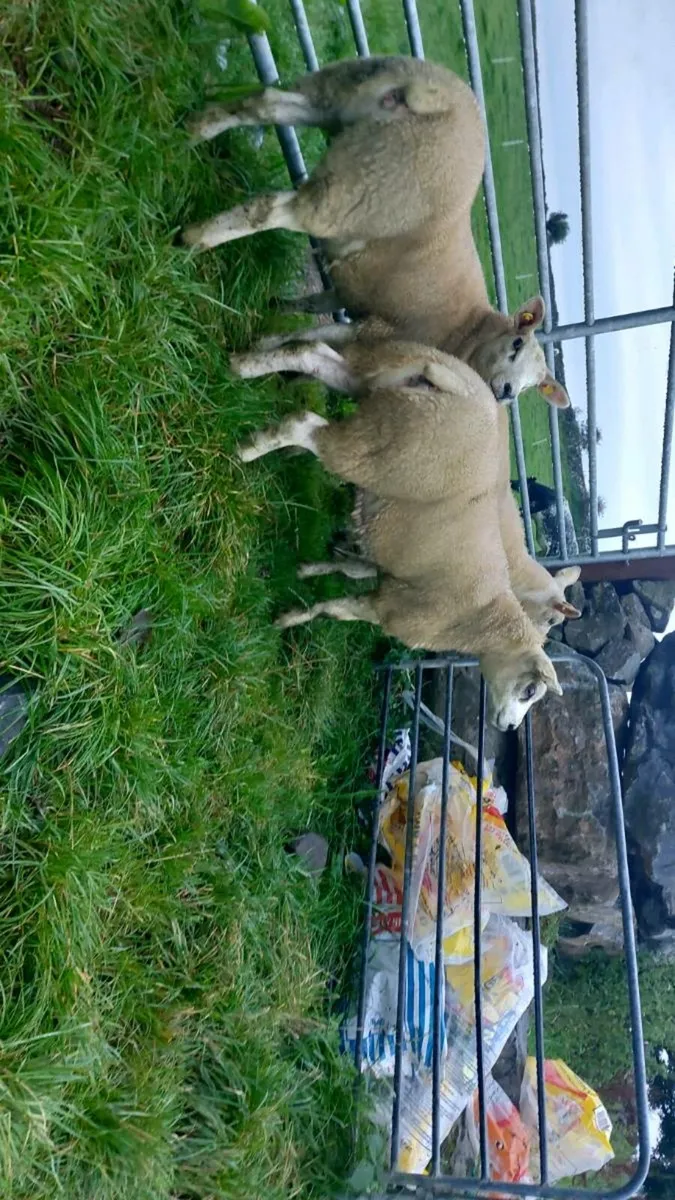 3 super texel ewe lambs - Image 3