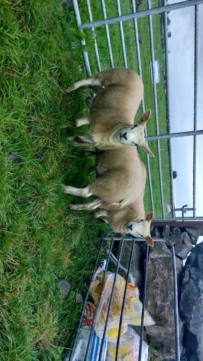 3 super texel ewe lambs - Image 4