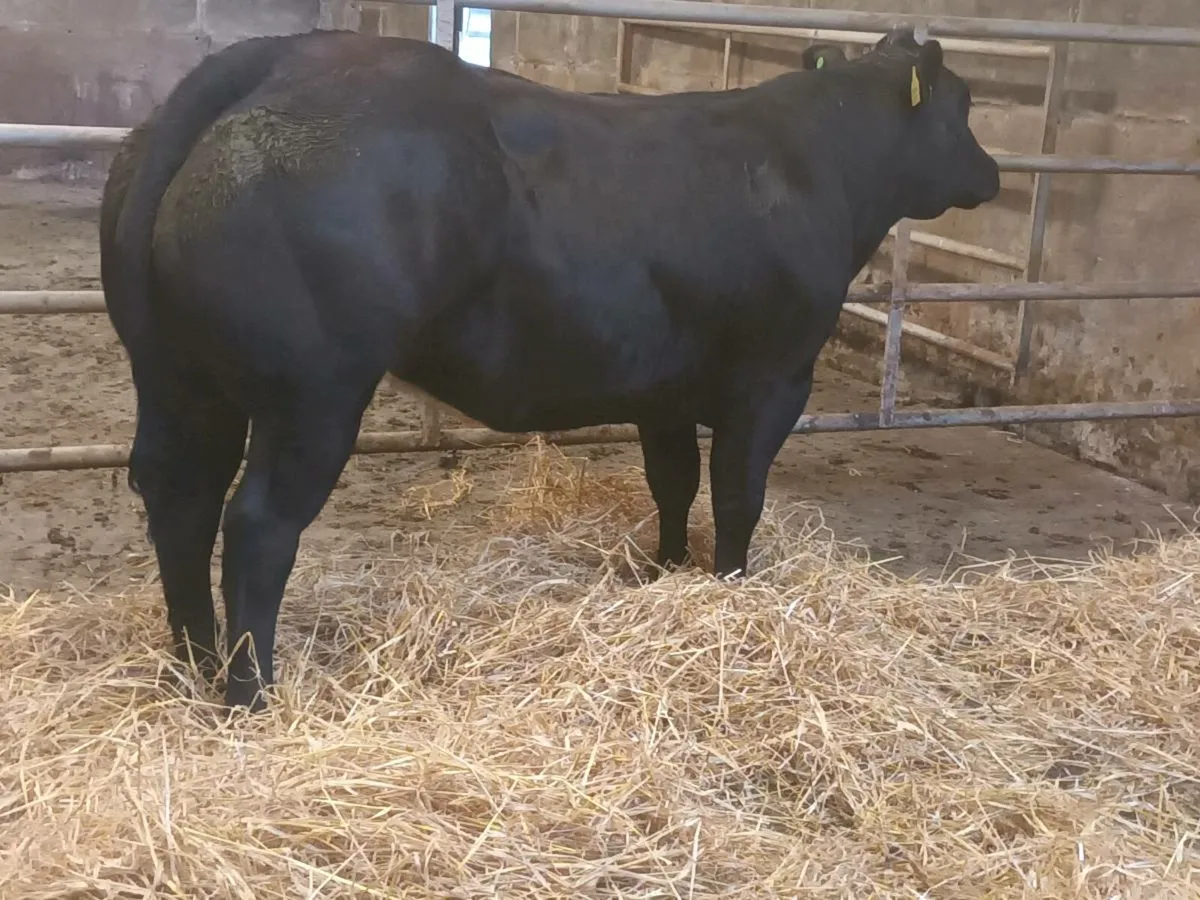 1 super  U Grade  BBX heifer for sale - Image 1