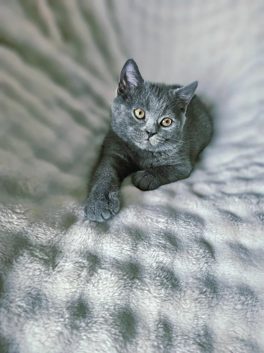 British shorthair kittens - Image 2