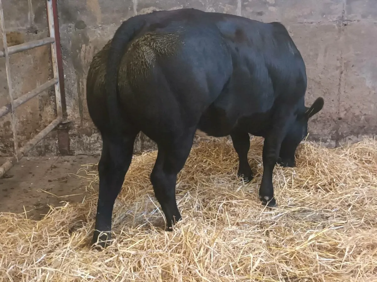 1 super  U Grade  BBX heifer for sale - Image 2