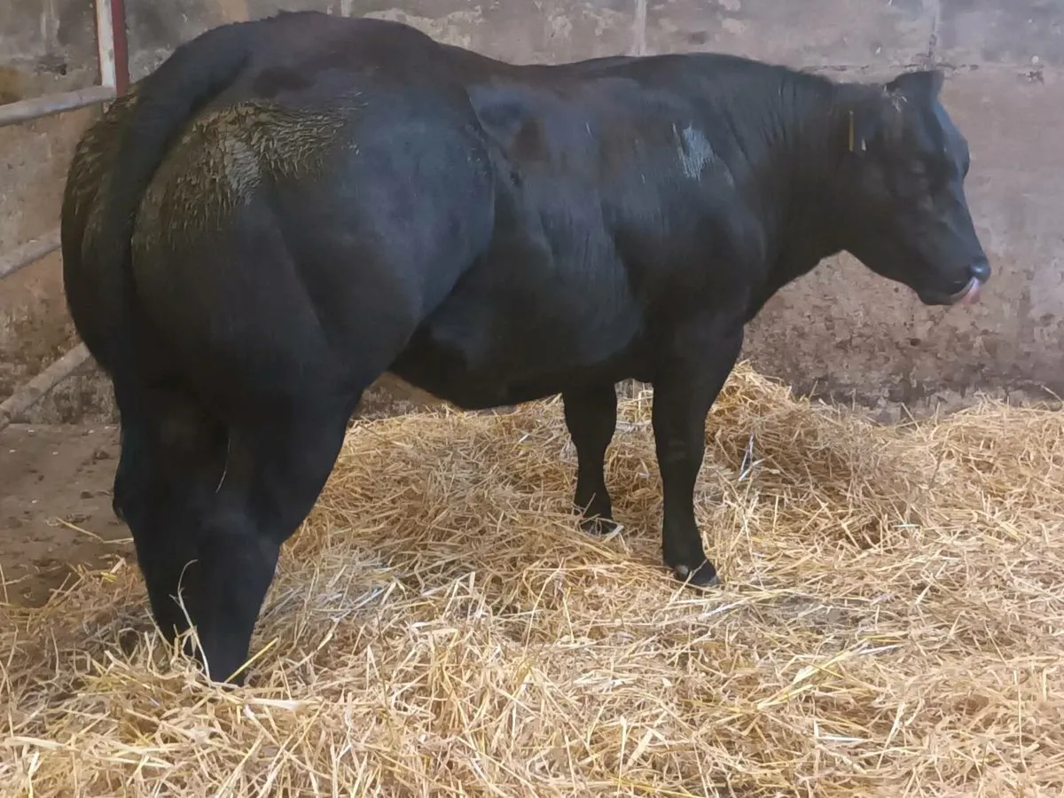 1 super  U Grade  BBX heifer for sale - Image 3