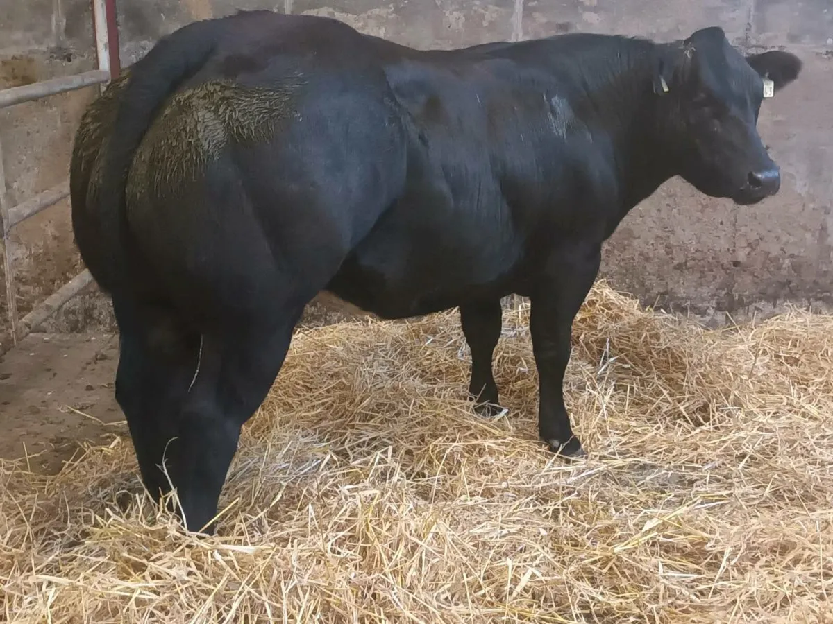 1 super  U Grade  BBX heifer for sale - Image 4