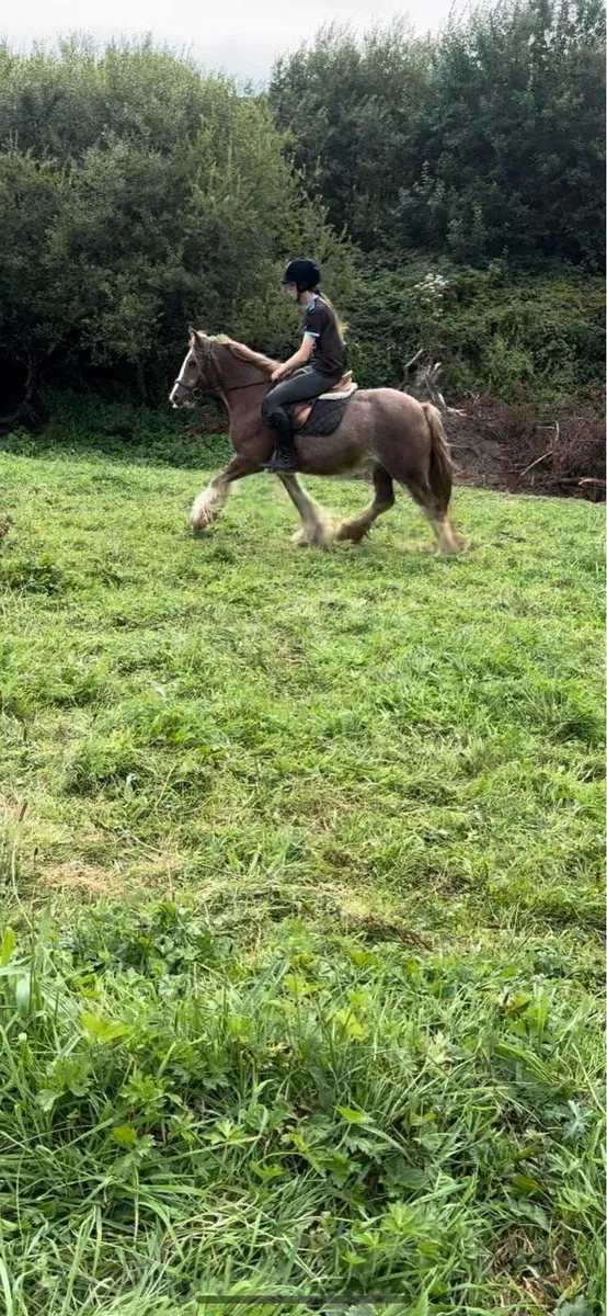 Pony - Image 2