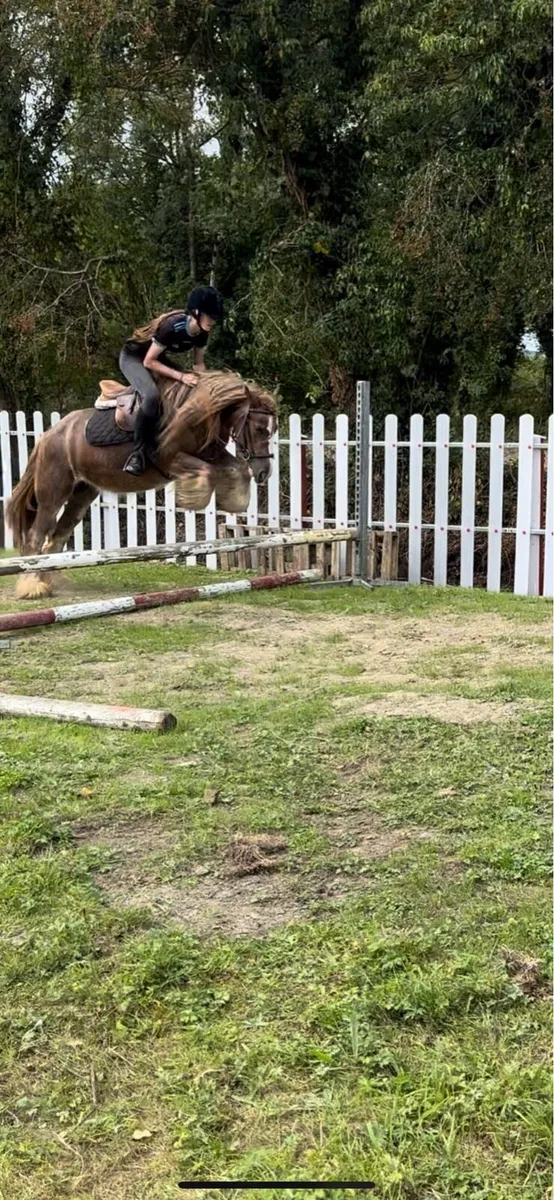 Pony - Image 4
