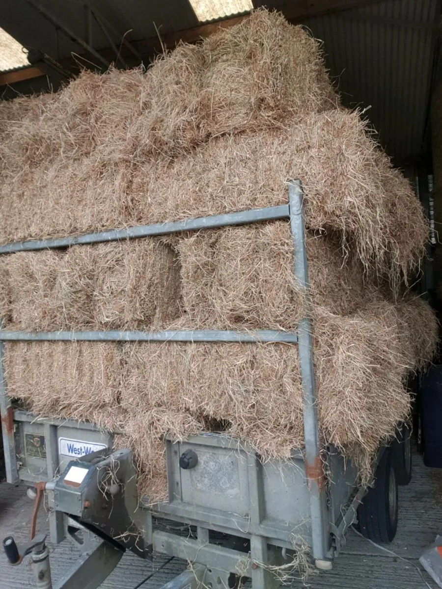 Square bales of hay - Image 2