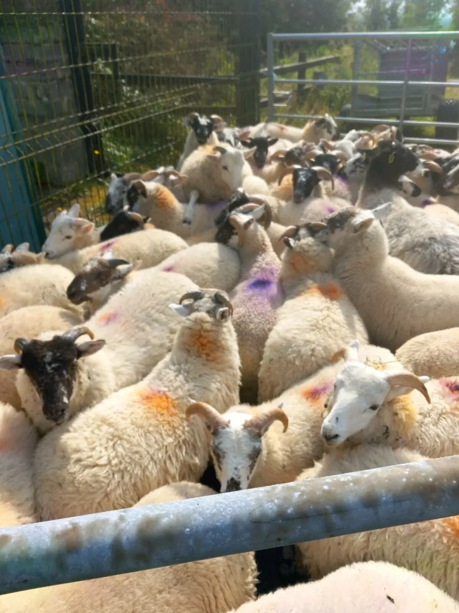 50 ram lambs for sale - Image 2