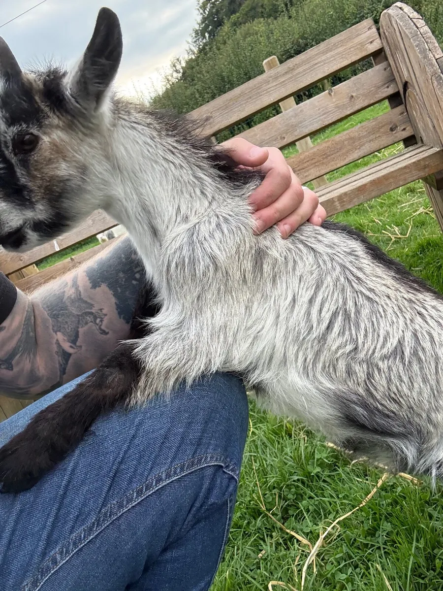 Pygmy goats - Image 1