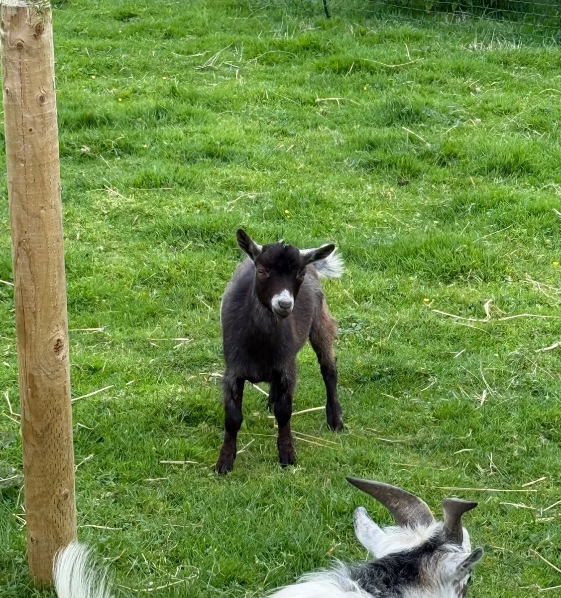 Pygmy goats - Image 2