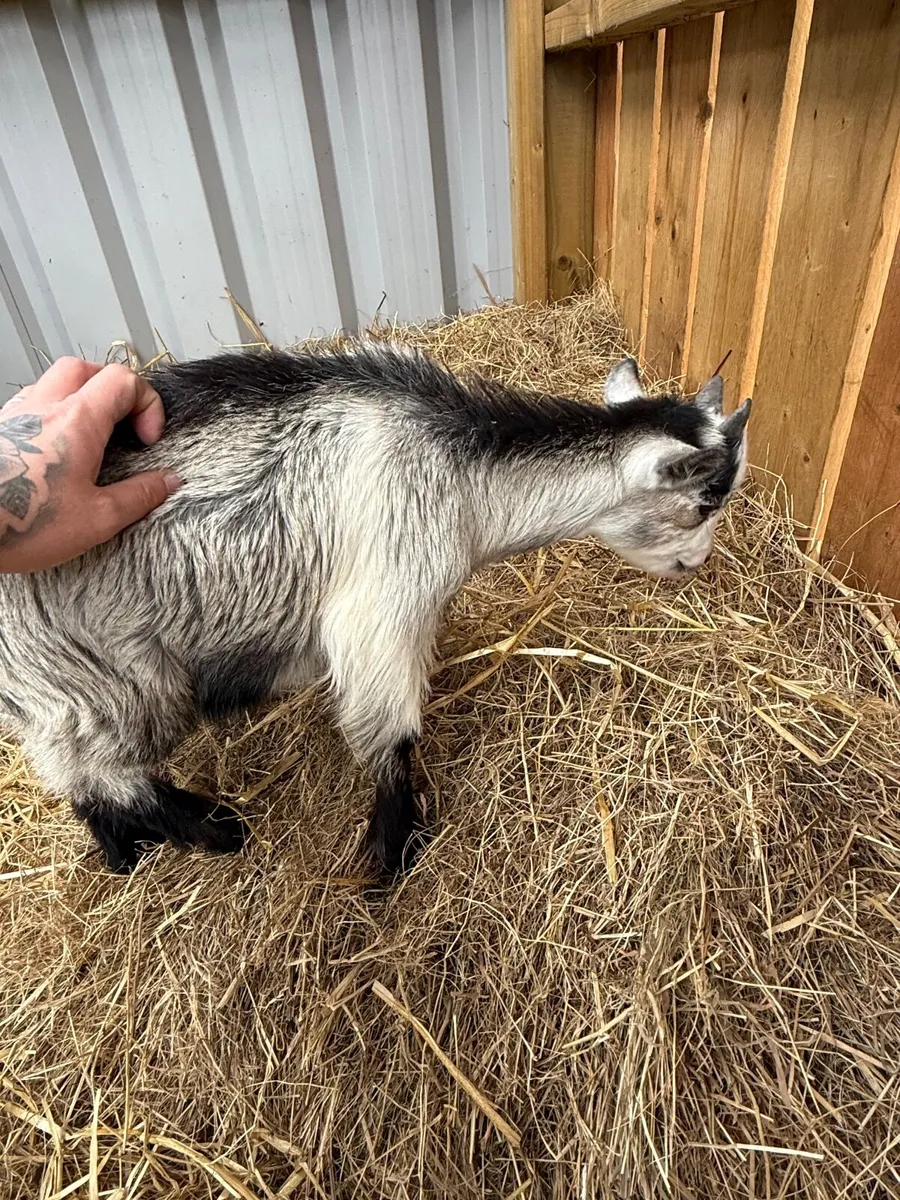 Pygmy goats - Image 3