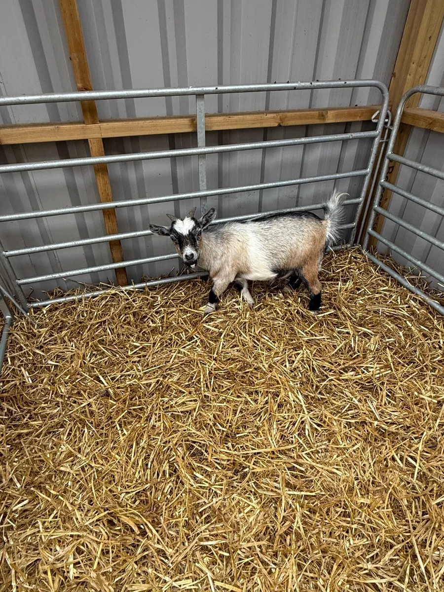 Pygmy goats - Image 4