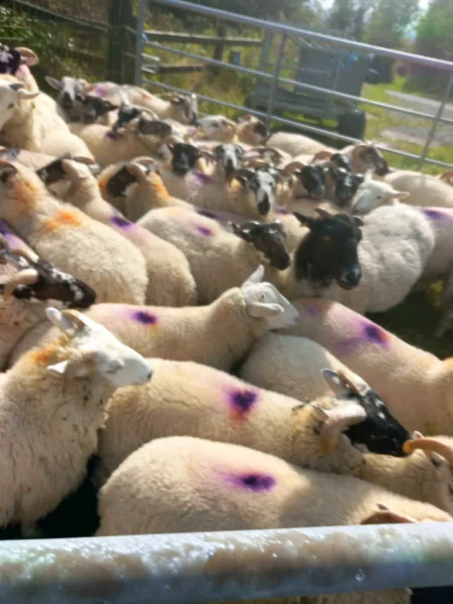 50 ram lambs for sale - Image 3