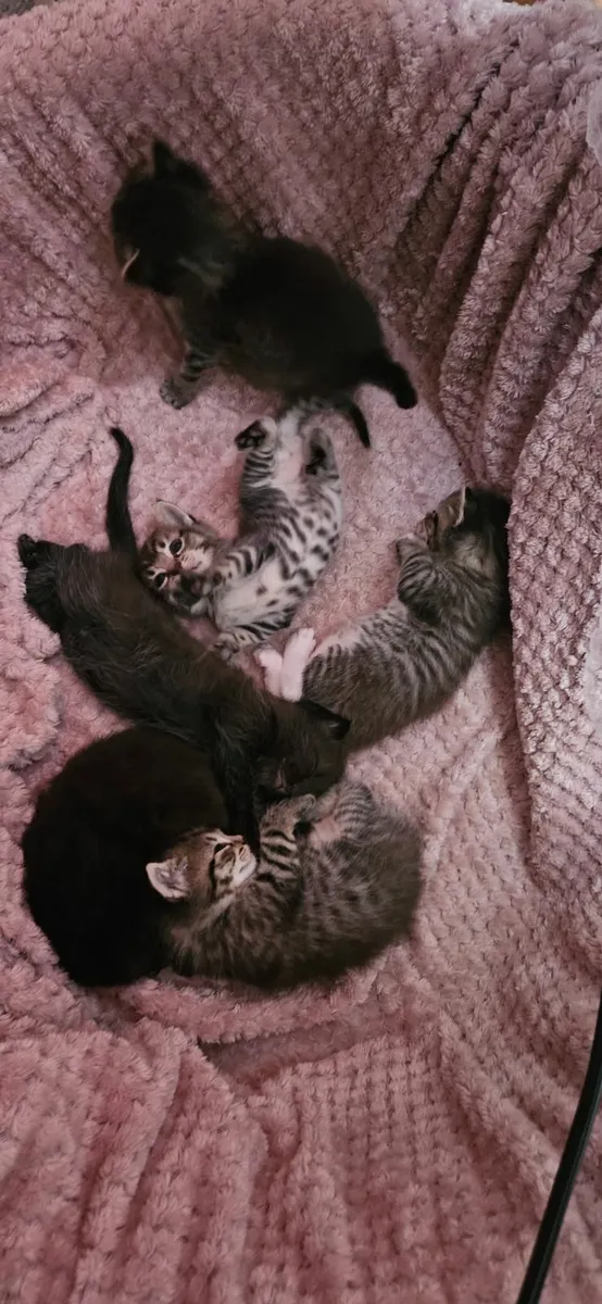 Kittens - Image 2