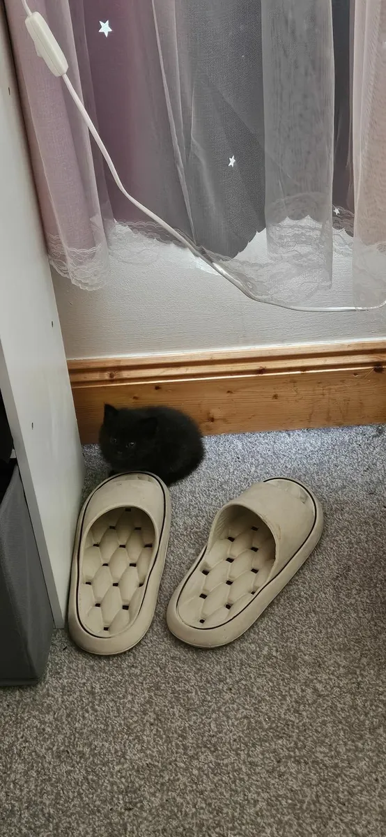 Kittens - Image 3