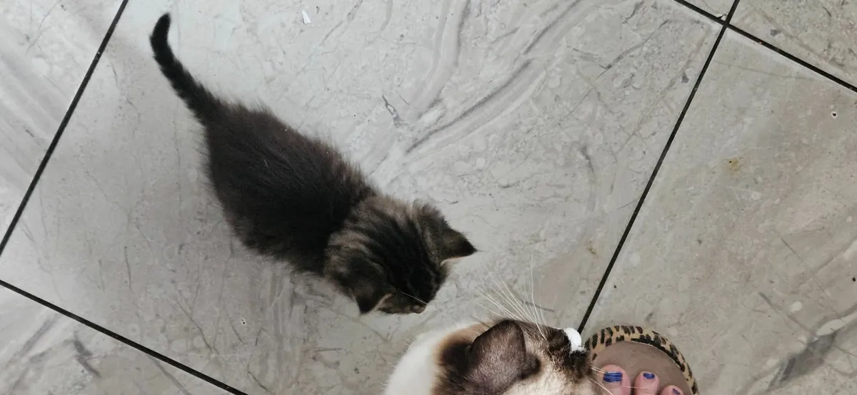 Kittens - Image 4
