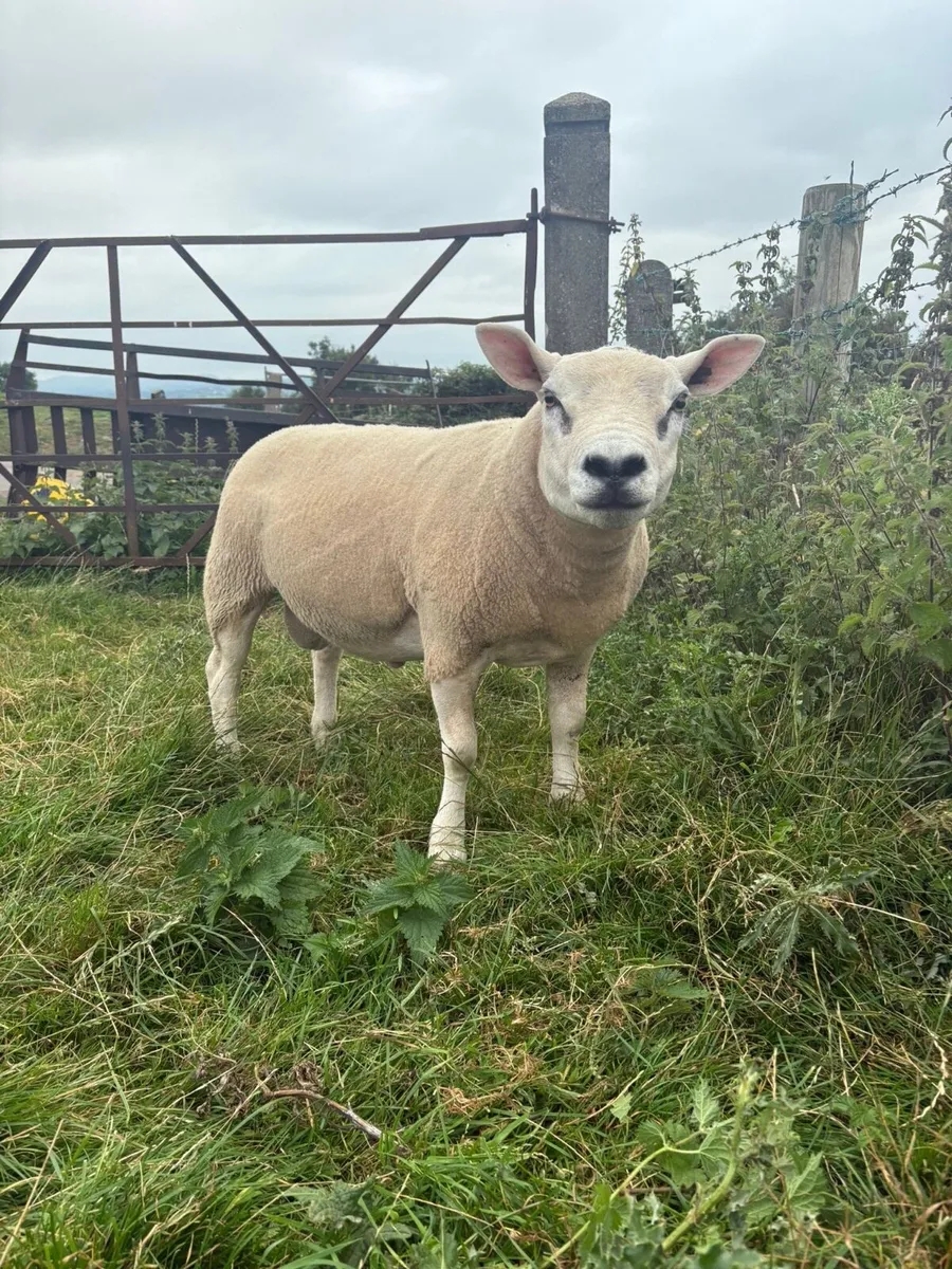 Sherling tips (blue Texel & Texel) - Image 2