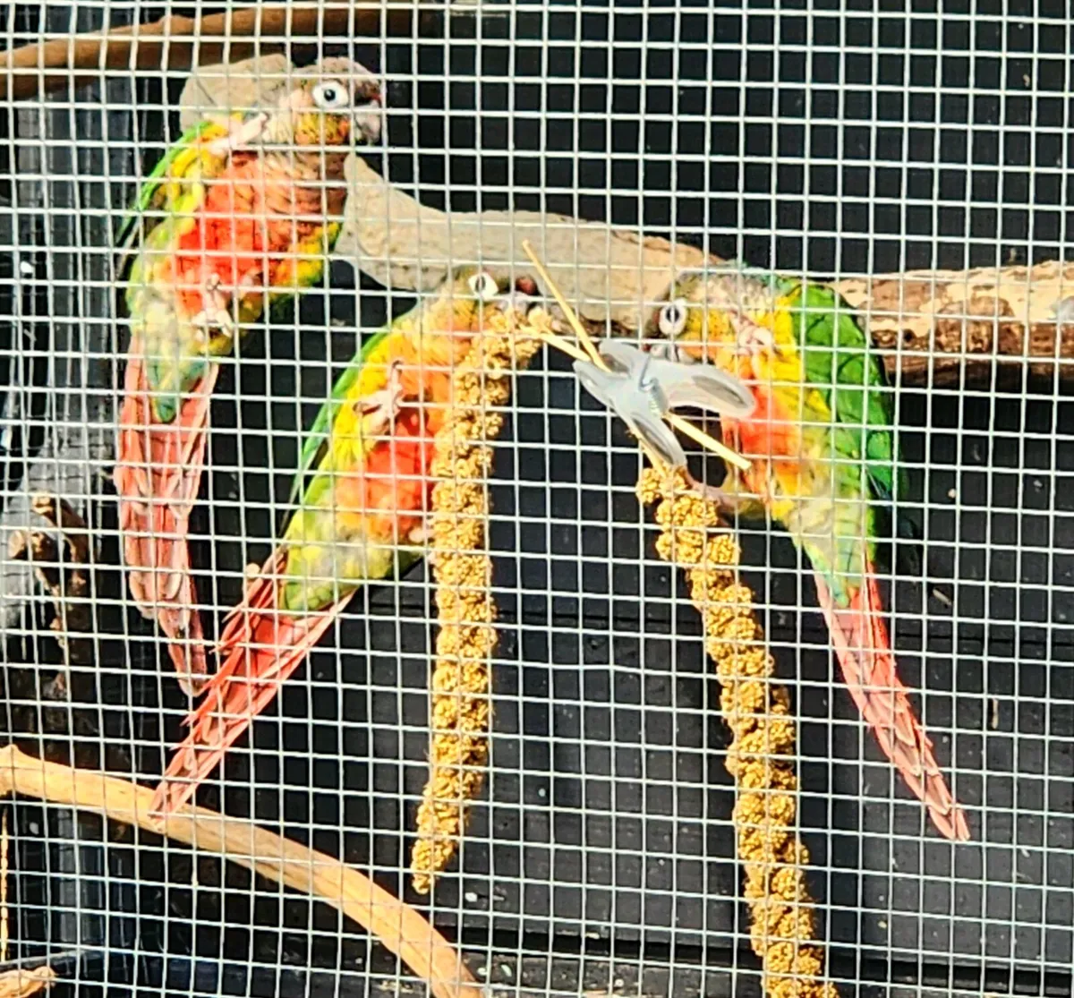 Green cheek conures