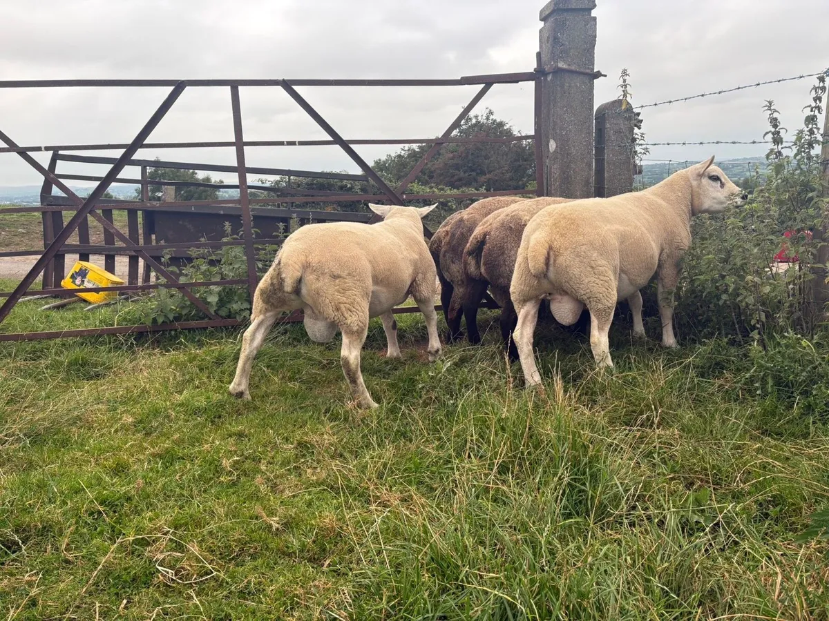 Sherling tips (blue Texel & Texel) - Image 3