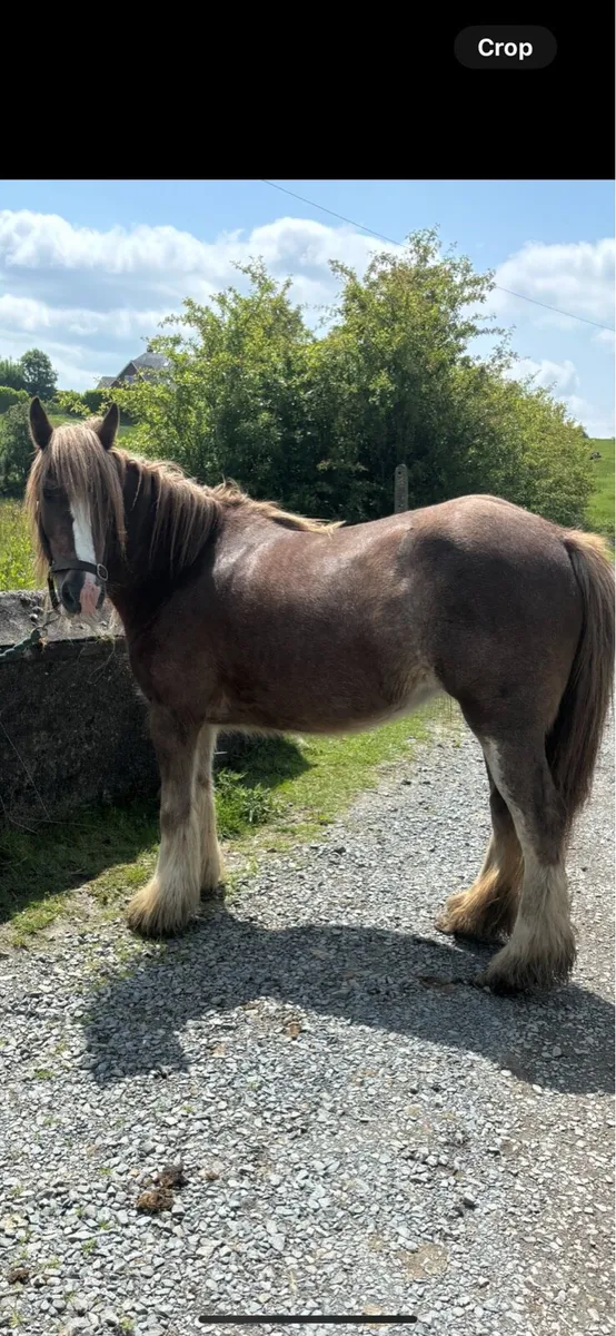 Pony - Image 1