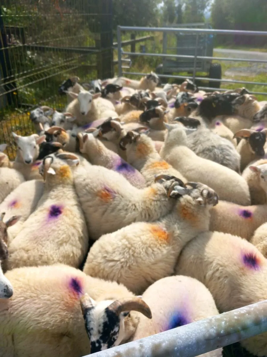 50 ram lambs for sale - Image 1