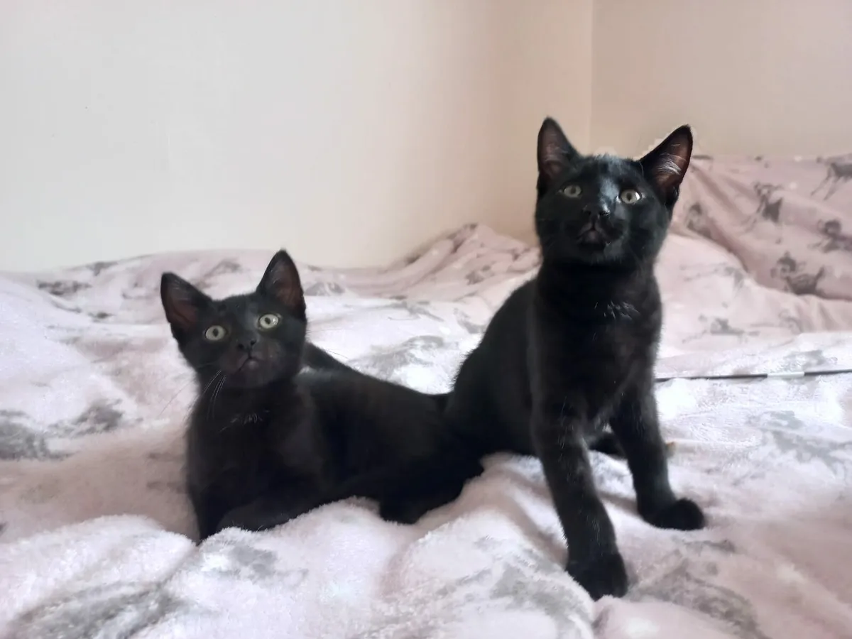 Onyx and Jet 12 weeks old kittens - Image 2