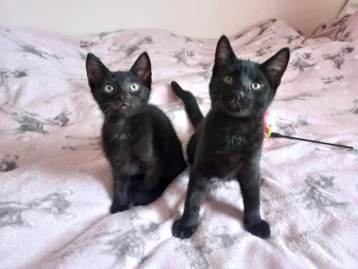 Onyx and Jet 12 weeks old kittens - Image 4