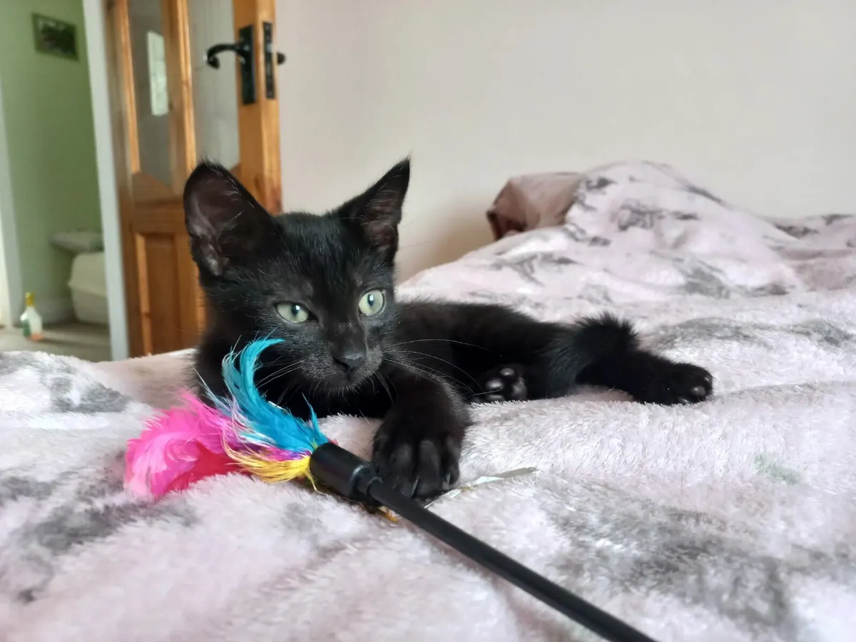 Onyx and Jet 12 weeks old kittens - Image 1