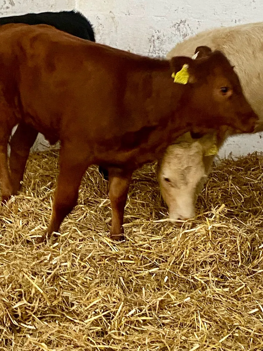 10 SERIOUS U GRADE CONTINENTAL HEIFER RUNNER - Image 2