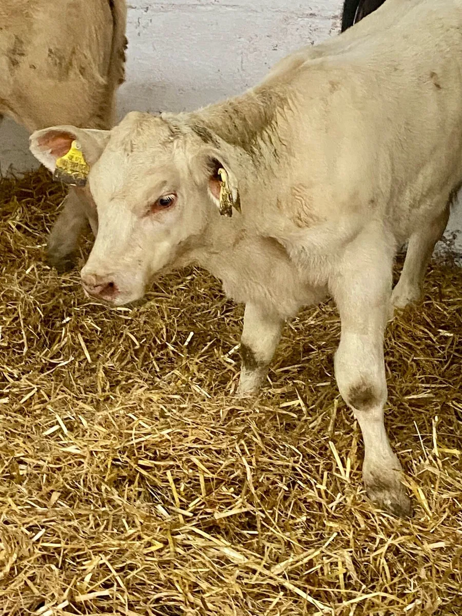 10 SERIOUS U GRADE CONTINENTAL HEIFER RUNNER - Image 4