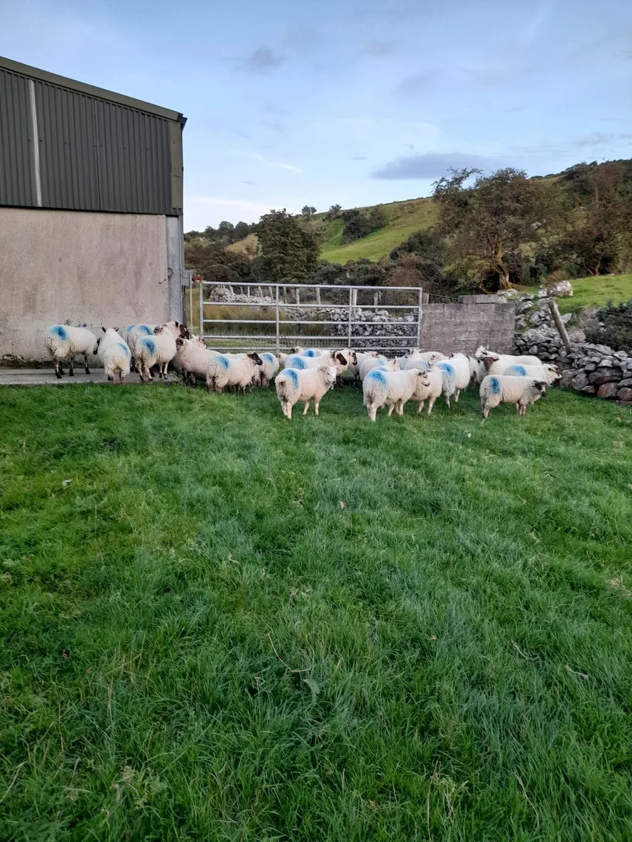 Store lambs for sale - Image 3