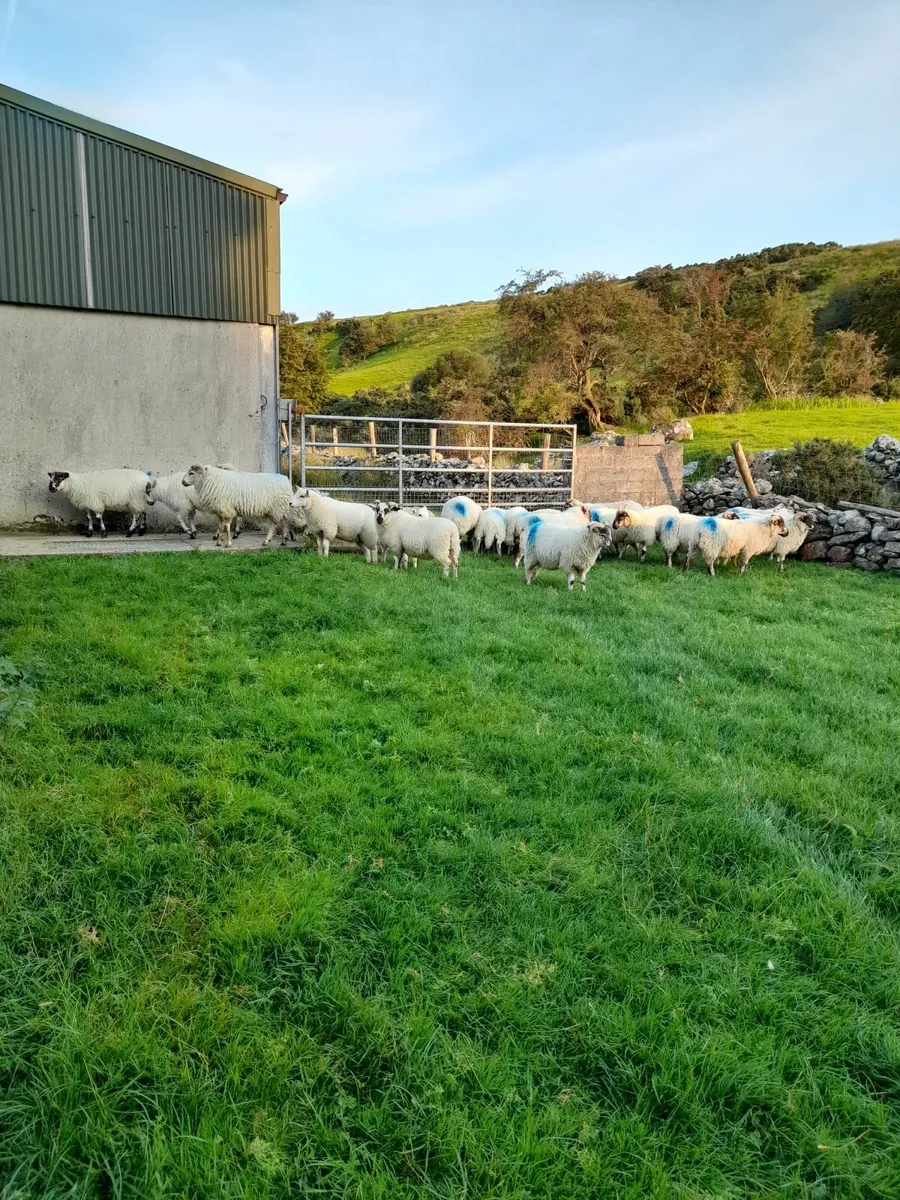 Store lambs for sale - Image 4