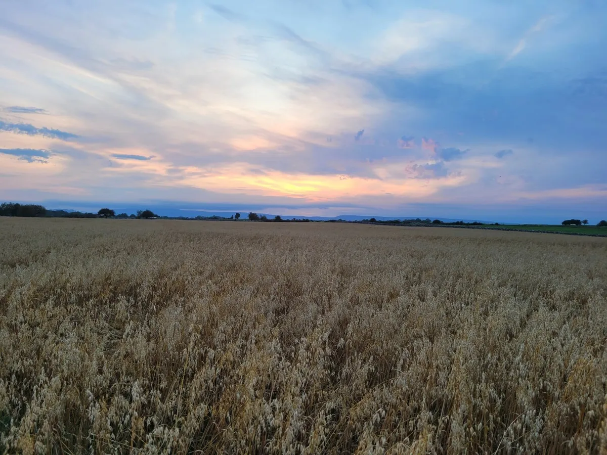 Feed oats for sale - Image 1