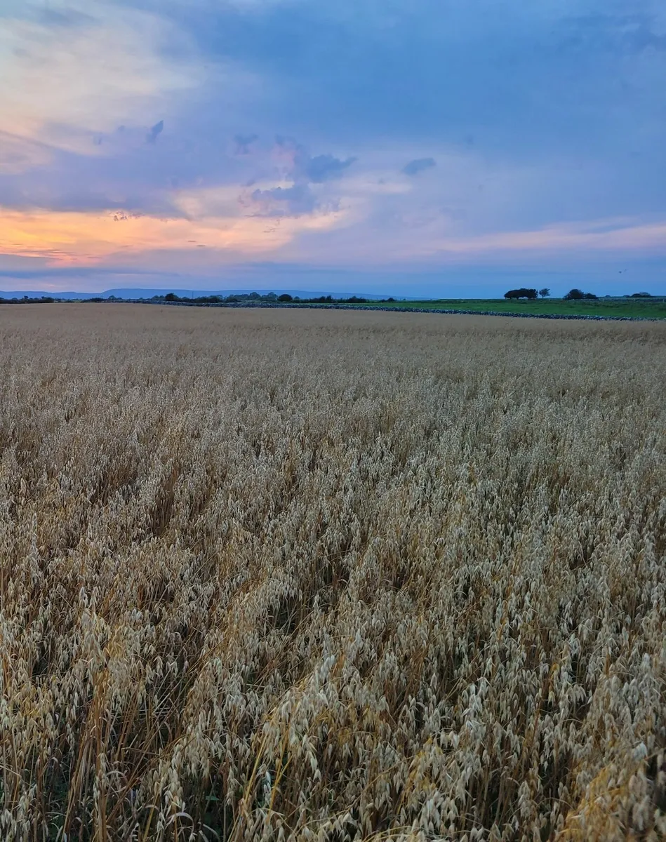 Feed oats for sale - Image 2