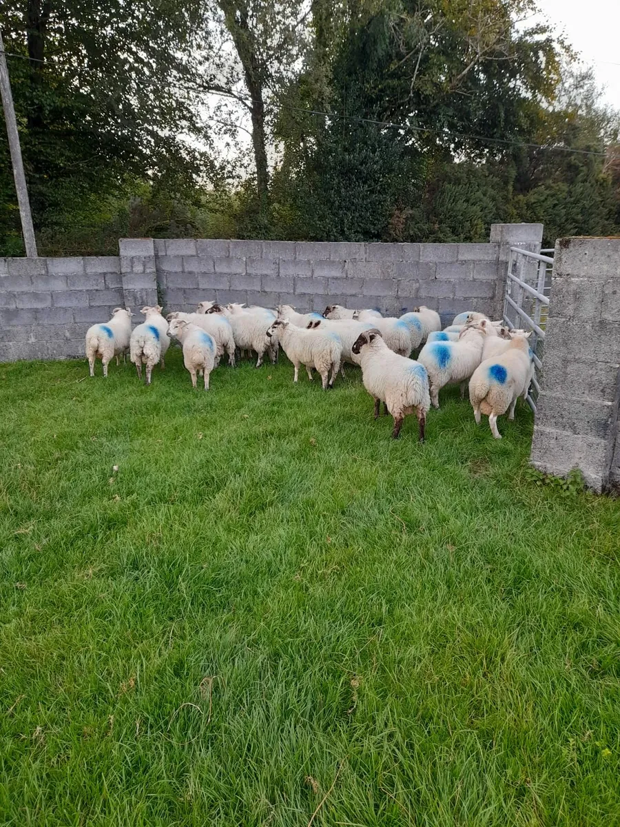 Store lambs for sale - Image 1