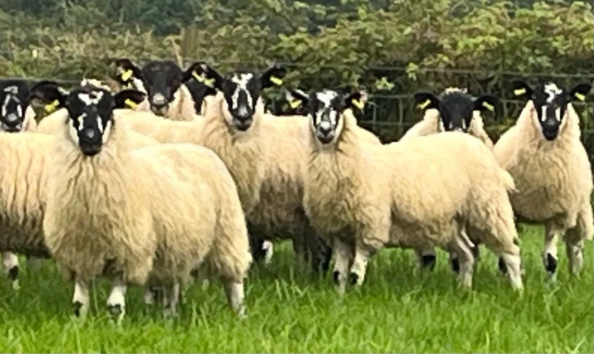 50 Mule Ewe Lambs ;Milltown Next Thursday Evening - Image 1