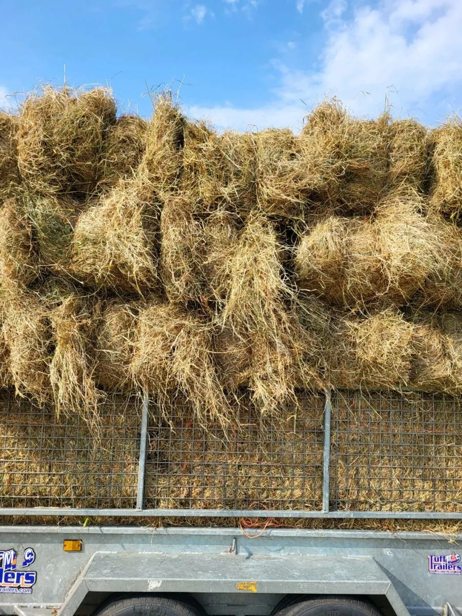 Hay for sale - Image 2