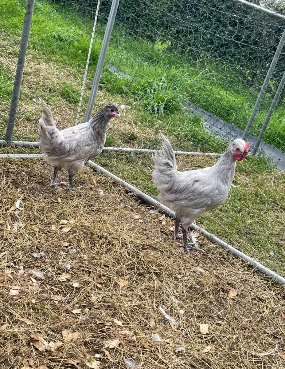 Araucanas, Muscovy and kakhi Campbell - Image 1