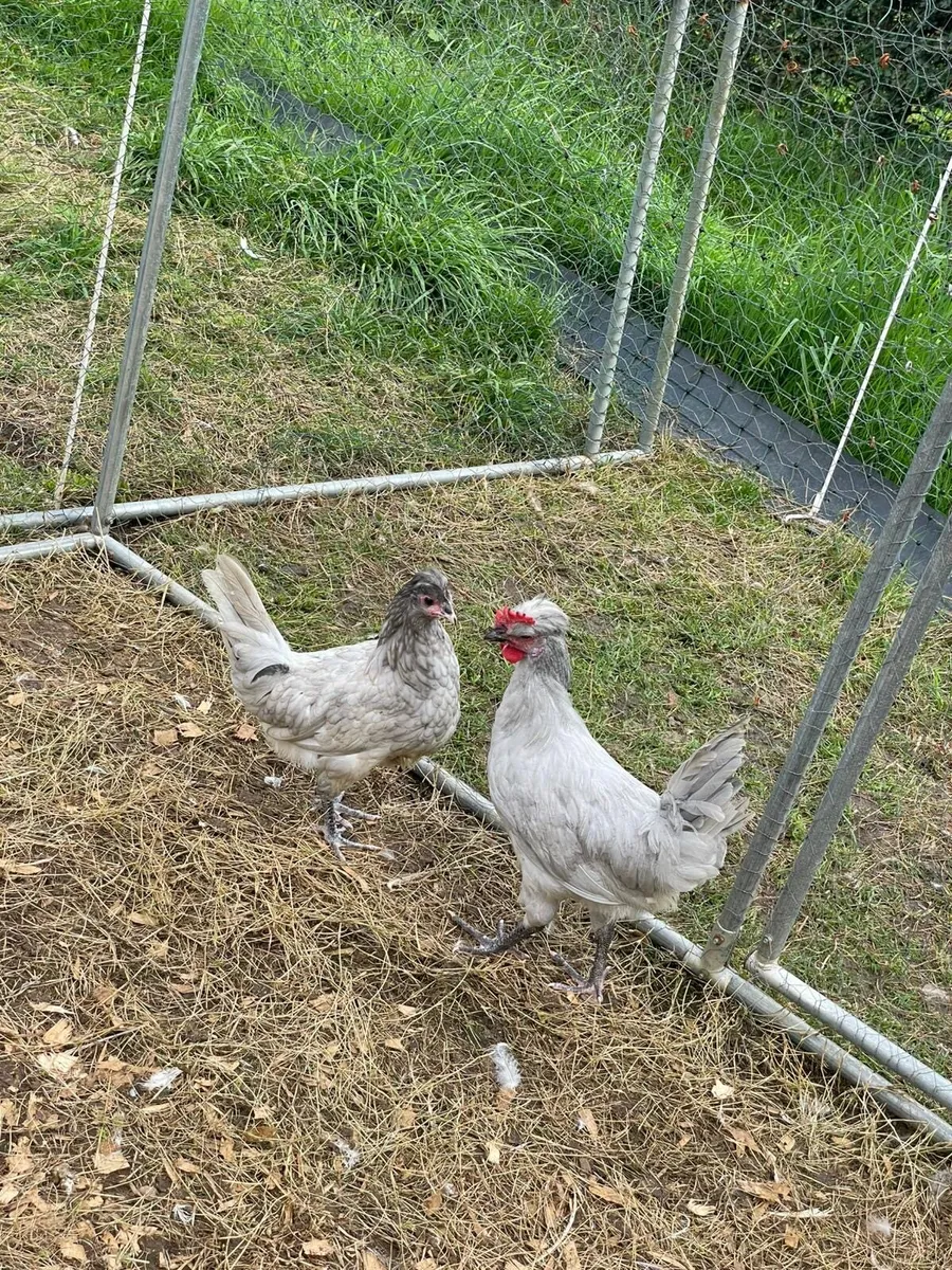 Araucanas, Muscovy and kakhi Campbell - Image 2