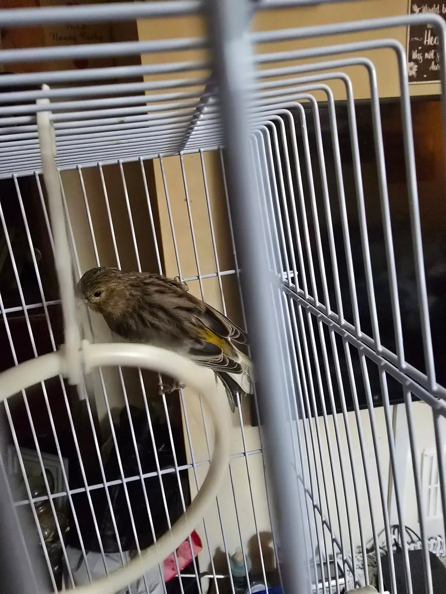 canaries and cage for sale - Image 3
