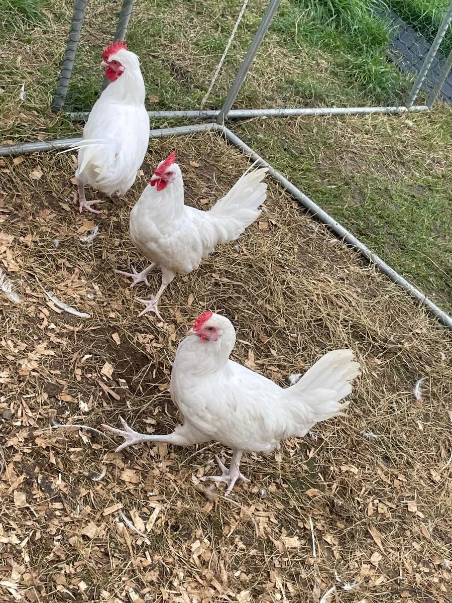 Araucanas, Muscovy and kakhi Campbell - Image 4