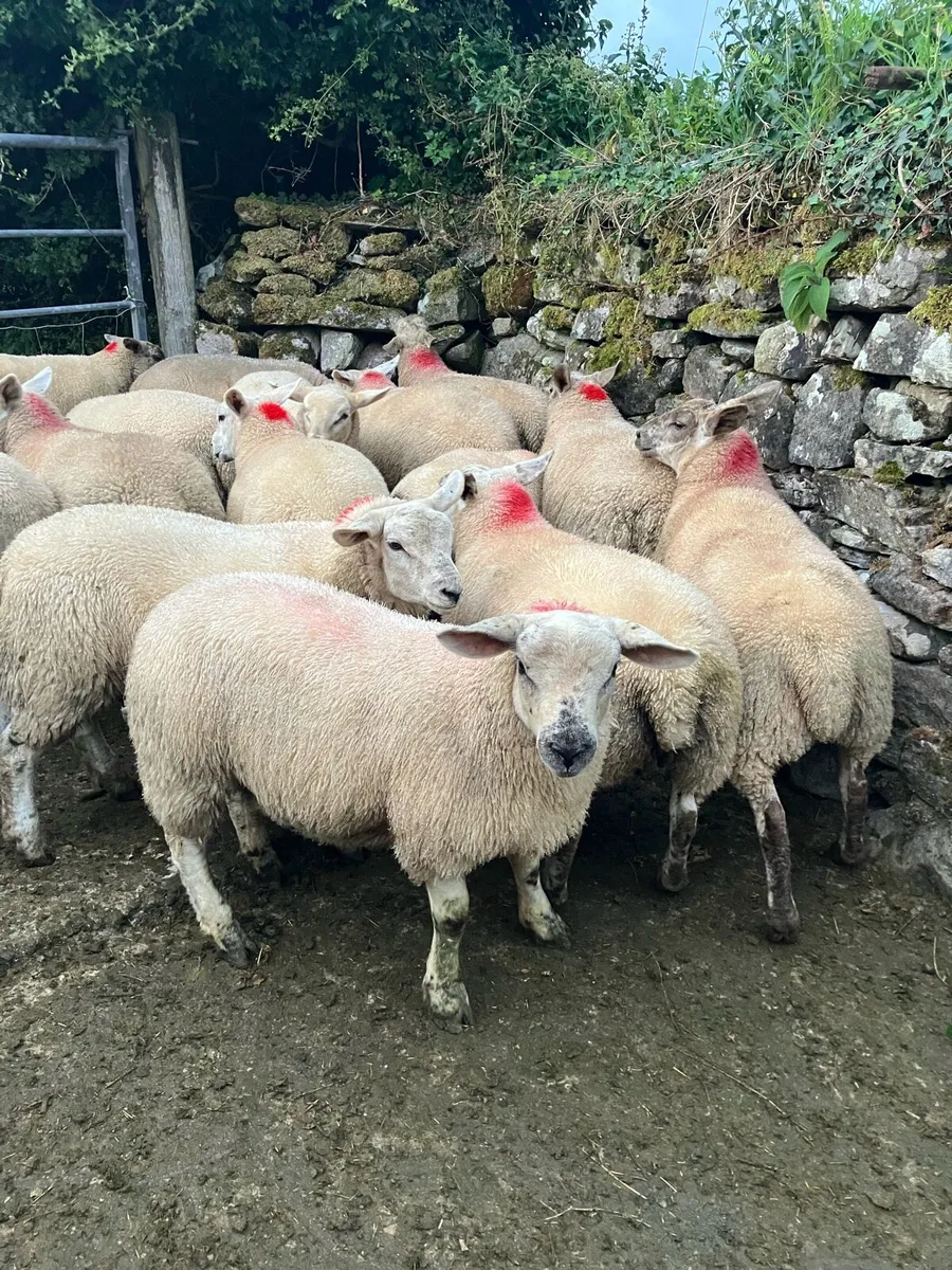 Ewe lambs - Image 1