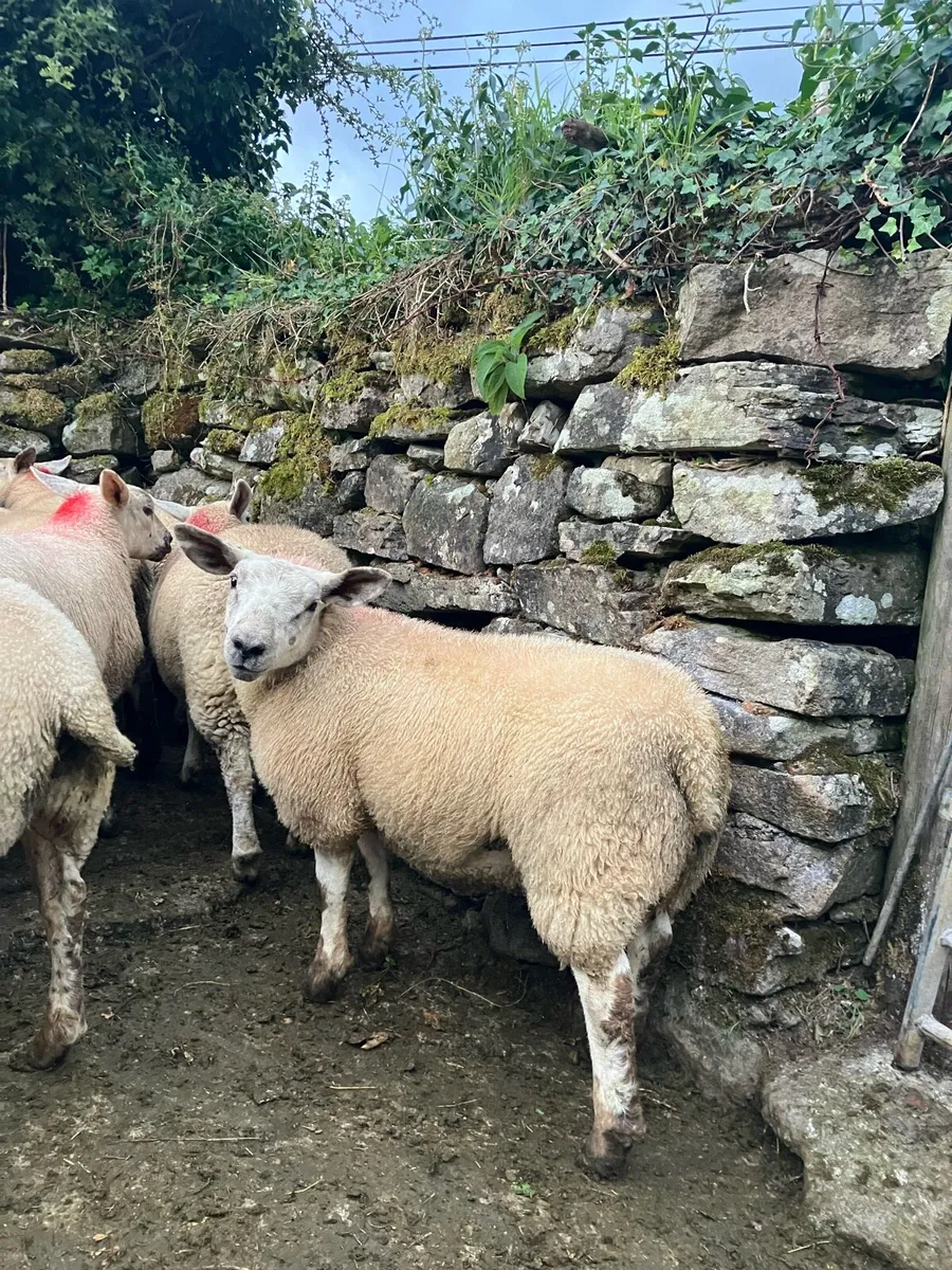 Ewe lambs - Image 2