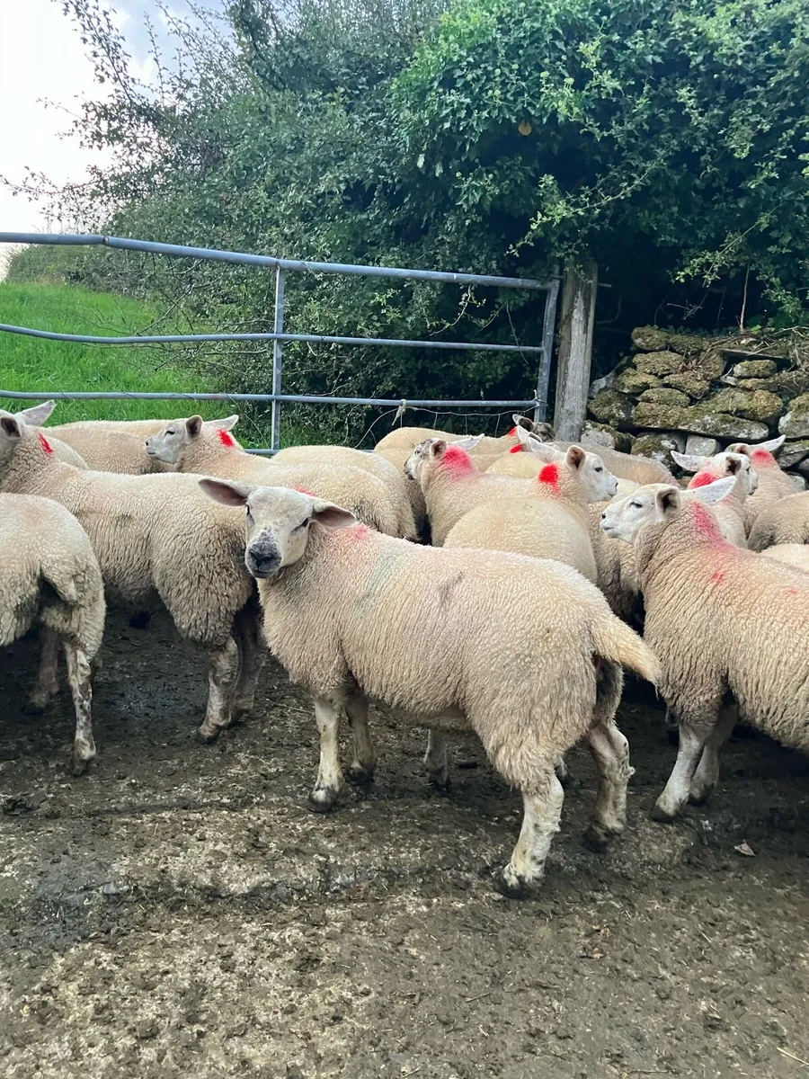 Ewe lambs - Image 3