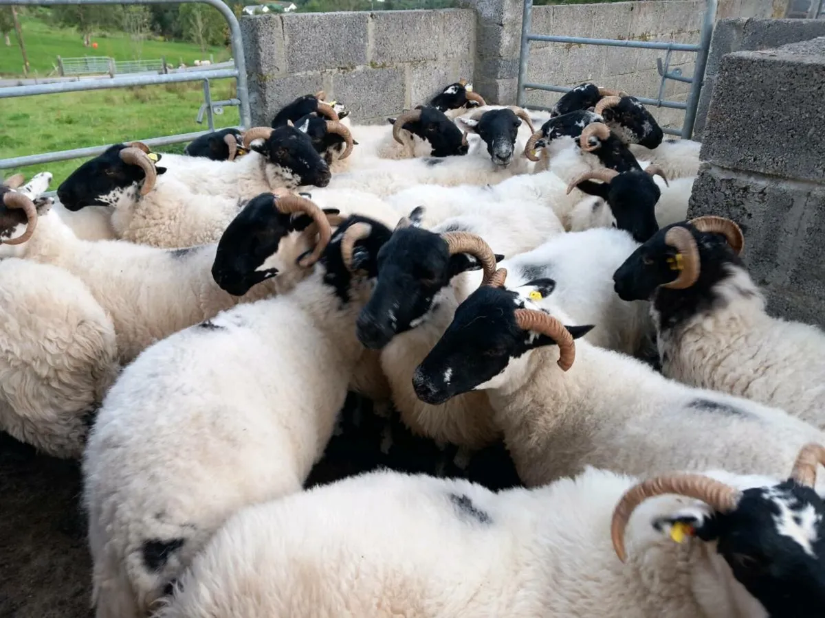 Sheep - Image 1