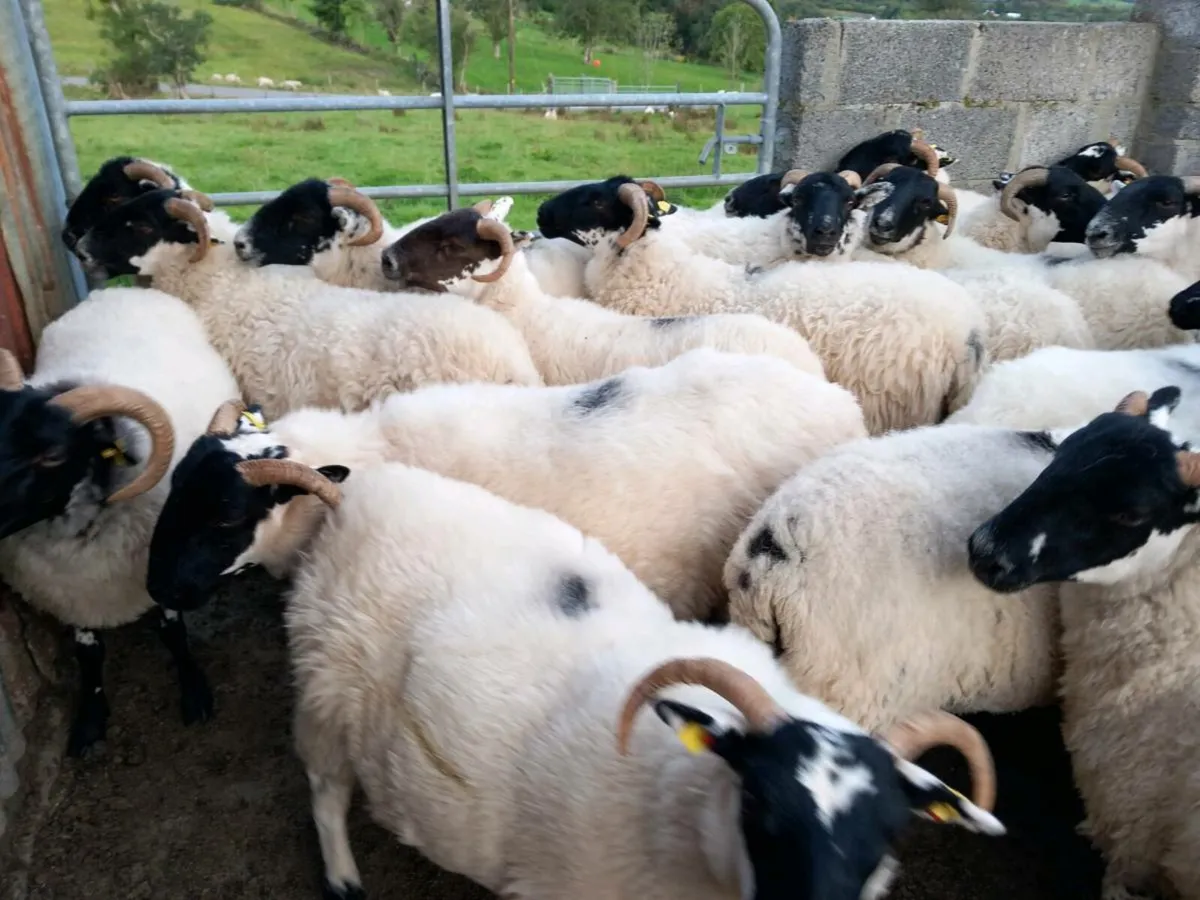 Sheep - Image 2