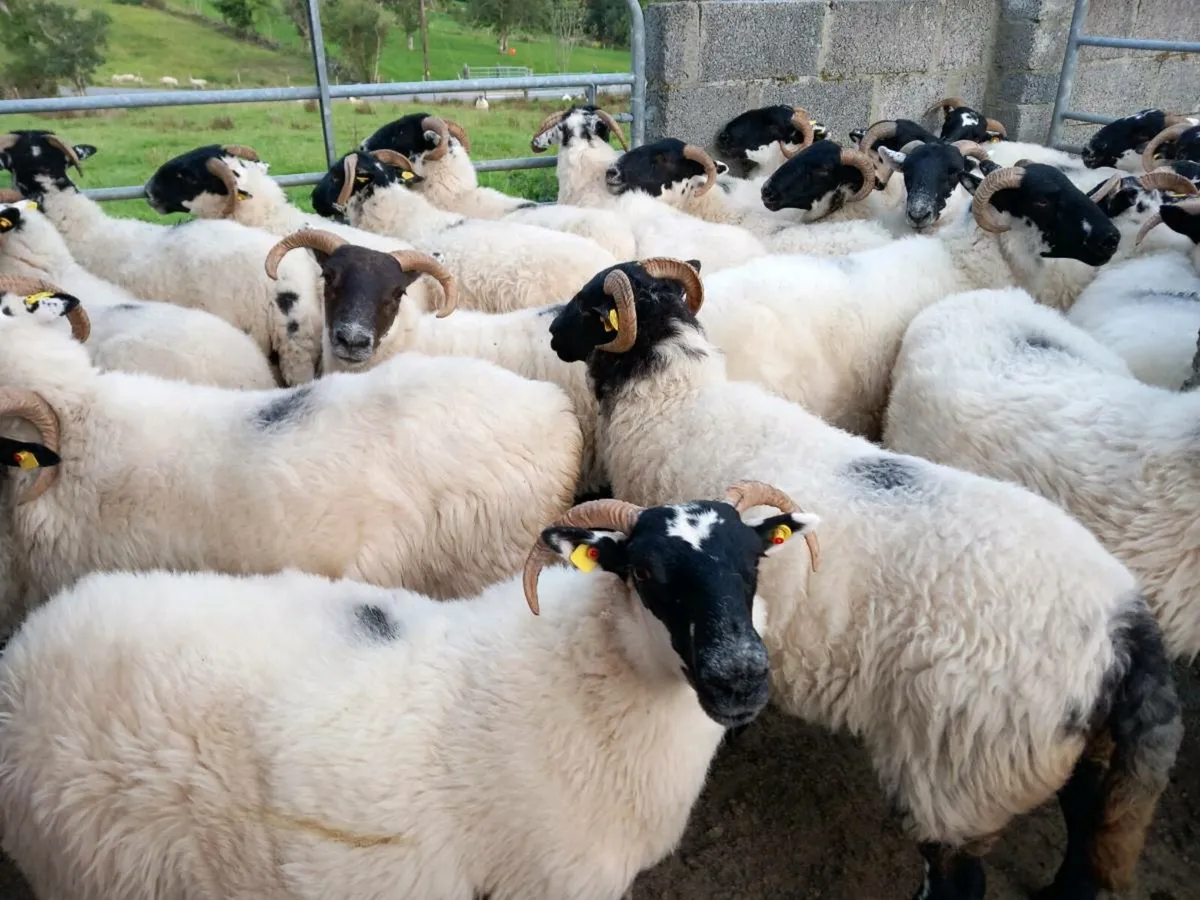 Sheep - Image 3