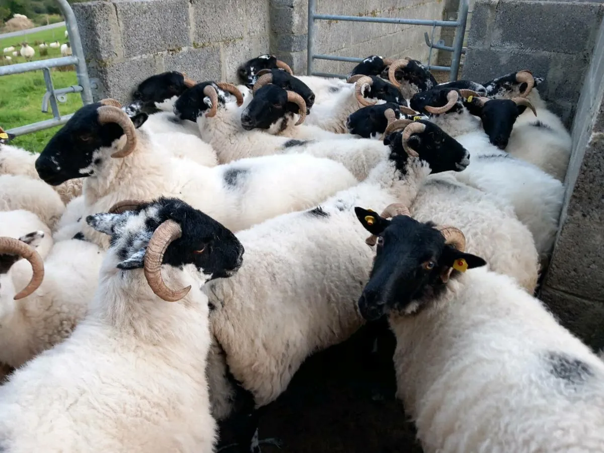 Sheep - Image 4