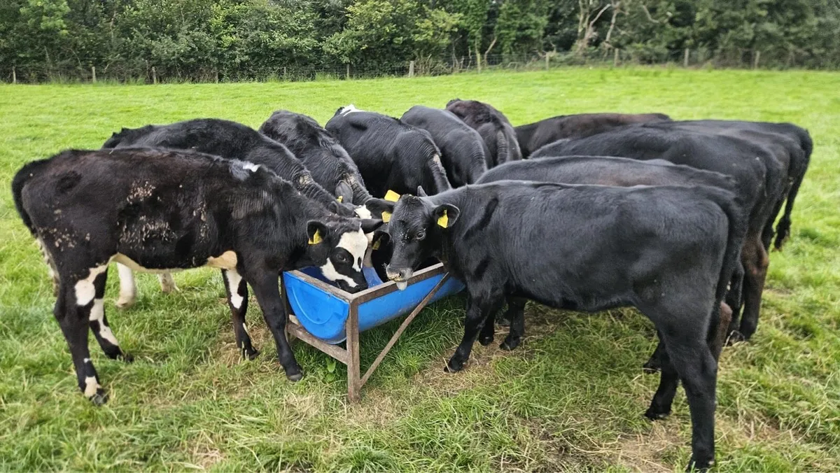 Aberdeen Angus heifers - Image 3