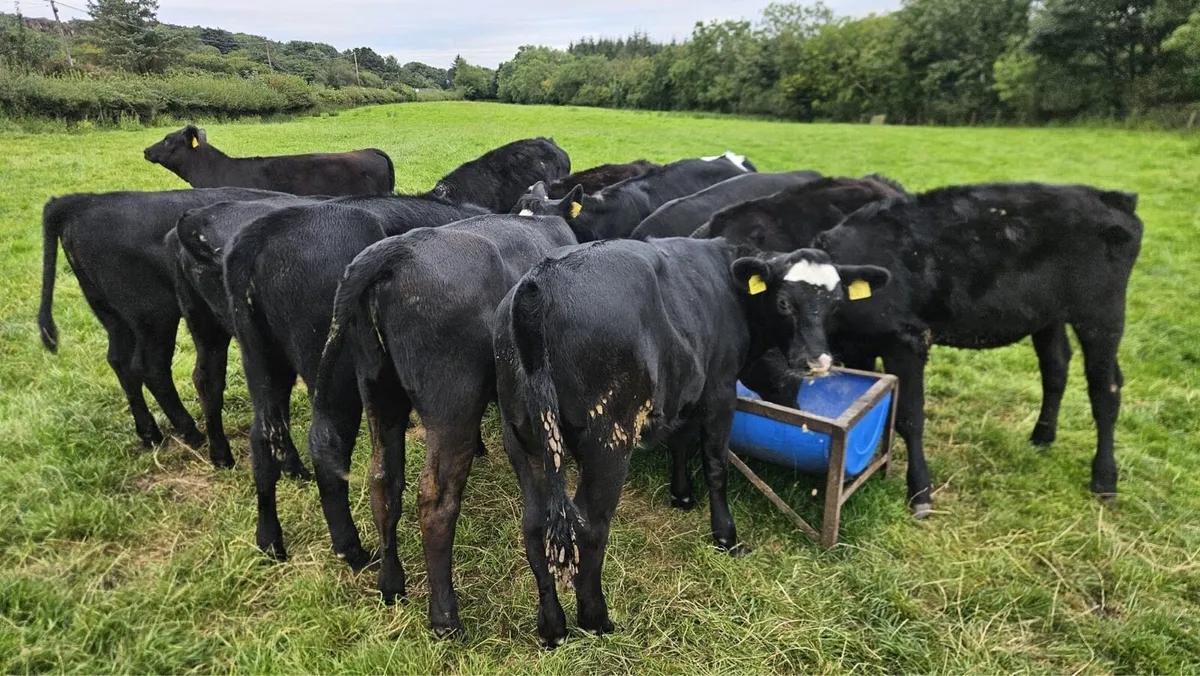 Aberdeen Angus heifers - Image 4