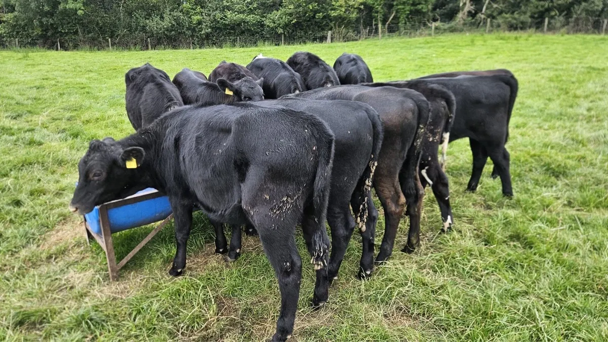Aberdeen Angus heifers - Image 1